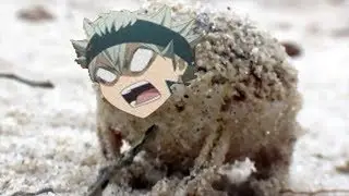The War cry of a very angry Asta