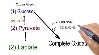 Concept of Respiration and fermentation part-2