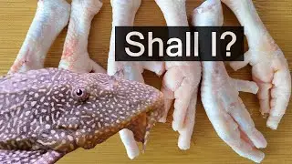 Will Plecos Eat Chicken Feet?