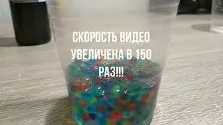 Орбизы в пяти разных жидкостях. Личный опыт.