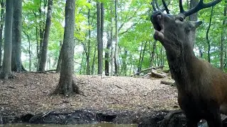Pokračovanie jelenej ruje, fotopasca Tetrao S308