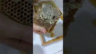 🐝#bal #polen #organik #arı #karakovan #bee #honey #hive #beekeeping #bees #breakfast #shorts #keşfet