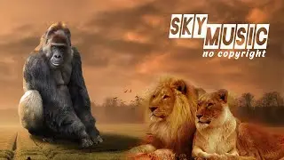 Effervescence  - Zayfall  [Sky Music no copyright]