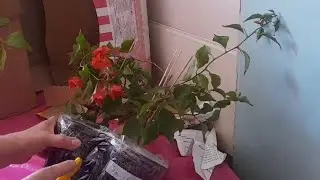 Распаковка посылки с бугенвилеями