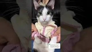 Haru Pham🎀 Me califican? #viral #gatos #michi #shortvideos #cat #michis #shorts #parati #cats #pets
