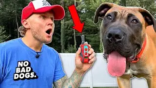 100% Off Leash Trained At 6 Months... How?