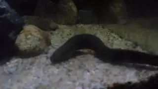 Lepidosiren paradoxa - The South American Lungfish