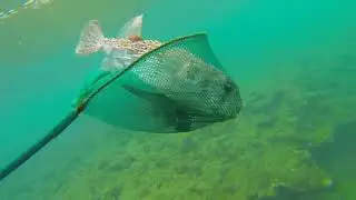 Pestele Balon Fugu (cel mai toxic peste din lume)