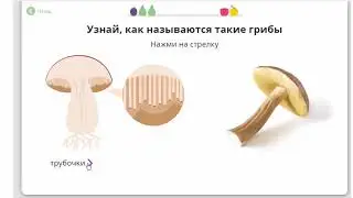 Царство грибов Развитие и питание грибов Окружающий мир 3 класс