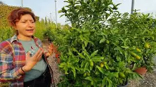 Kumquat o mandarino cinese come curarlo