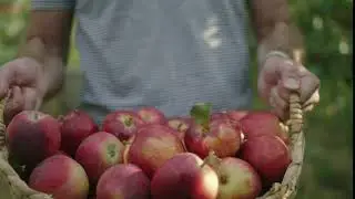 Modi Apple's 2019 - See where Modi apples start