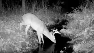 Coyotes, Owls, Deer & More! NC Trail Cam Pickup