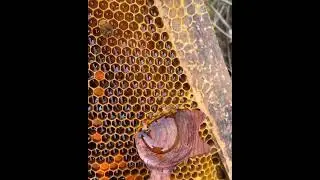 🤩😱 | Ajoyib |Вы еще этого не видели😍