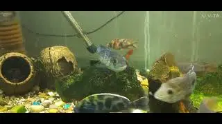 My Aquarium