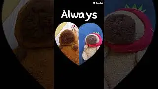 #capybara