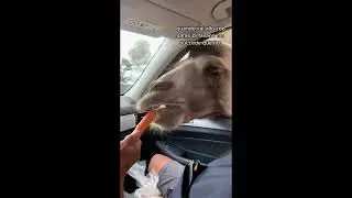 È PAZZESCO quello che ci è accaduto allo Zoo!