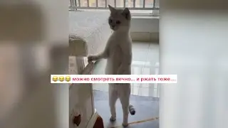 …И думать:-Вот с какой они планеты… 😂😂😂 #котейка #приколысживотными #котыприколы #cat #animals