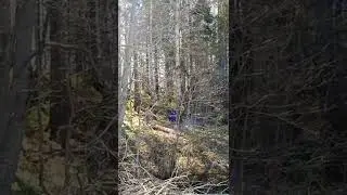 Заготовка осины на столбушки
