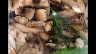Засолка опят.
