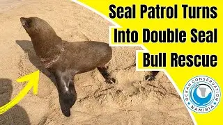 Seal Patrol Turns Into Double Seal Rescue