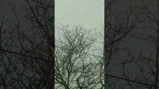 С Новым днём!!! Скворцы прилетели?