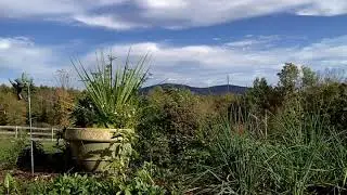 Binaural New Hampshire 🍂🍃🍁Autumn🍁🎃🍂 Audio Log | 🍁Nature Sounds | 🍂🍁 Immersive 🎃