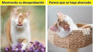 Hago Fotos De Mi Gato Que No Tiene Ojos Pero Ve Con Su Corazón