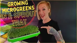 How To Grow Microgreens in Sprouting Trays — Cheaper & Smaller Than 1020s!