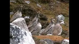 Galliformi himalayani