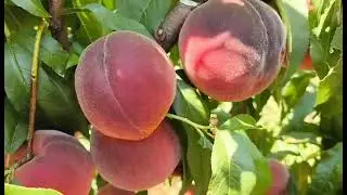 Персик Рубі Принц. Peach Rubee Prince. Гарний, смачний і дуже ароматний