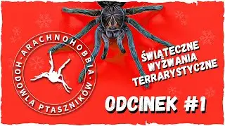 ŚWIĄTECZNE WYZWANIA TERRARYSTYCZNE 2020 | cz.1