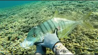Spearfishing Golden Trevally with Hungry Shark // Spearfishing Paopao Hawaii