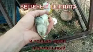 Драка цыплят за червяка. Думаете червяк не вкусный?