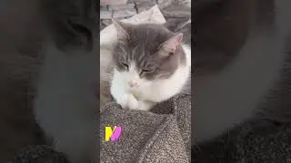 Baby Cat's Monday