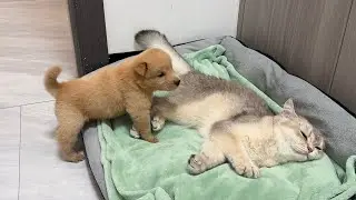 So funny! How does a Golden Retriever puppy react when it finds a sleeping cat?