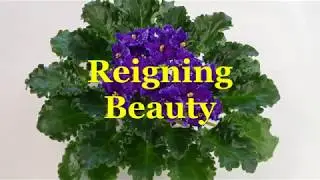 Фиалка Reigning Beauty (Swift)