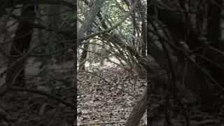 Black Bear cruising