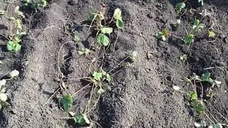 Посадка клубники