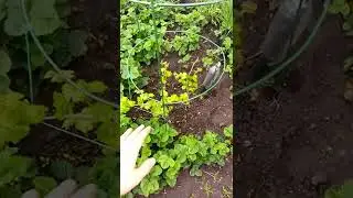 Как установить шпалеру. Моя круговая шпалера