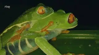 América Salvaje - CARIBE | (DOCUMENTAL)