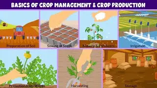 Crop Production and Management - Types of Crops - Learning Junction