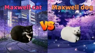 Maxwell cat VS Maxwell dog