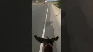 Кол жакка, 🤣прикол