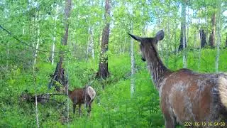 Благородные олени на тропе в лесу, видео с фотоловушки