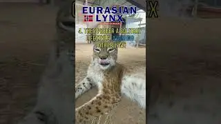 🐆 Eurasian Lynx #lynx #animals #shorts