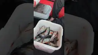 Вы только посмотрите сколько рыбы! #анири #рыбалка #рыба #карелия