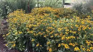 Rudbeckia ‘Goldstrum’ in my garden this morning