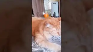 Ну какова красота, че смотришь на меня?! 😂#котики