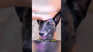 Эту собаку всегда неправильно понимают, когда она совершает добрые дела.