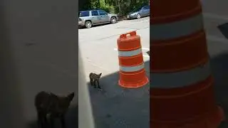 Sick fox